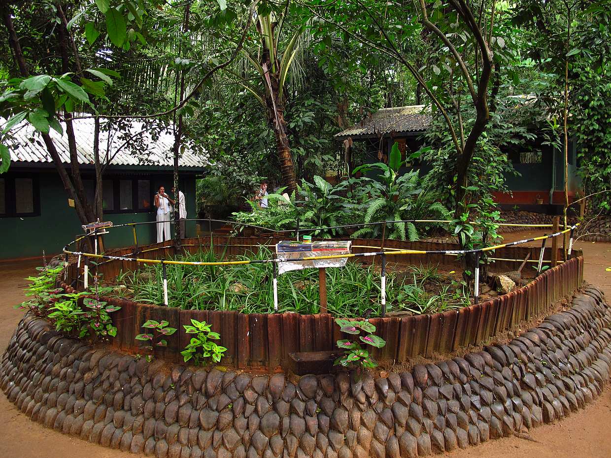 Tour the Amazing Natural Spices and Ceylon Tea Farm in Kandy, Sri Lanka, photo 2