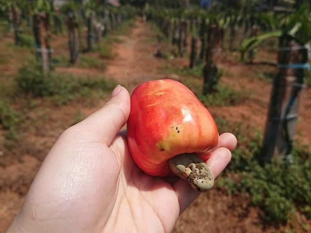 Ho Coc Beach - Nature Reserve and Dragon-fruit Farm trip with home-cooked lunch, photo 5