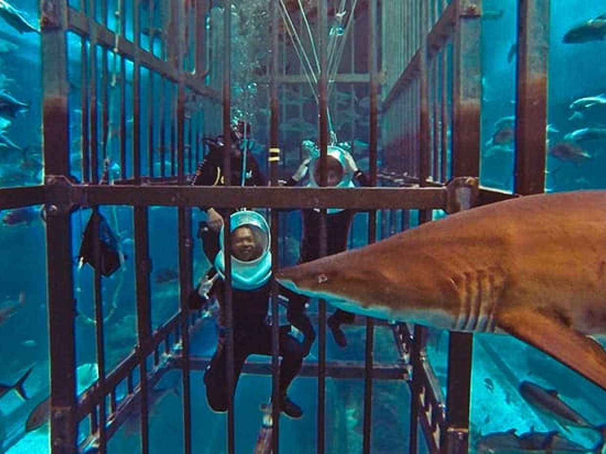 Shark Walker, Ηνωμένα Αραβικά Εμιράτα