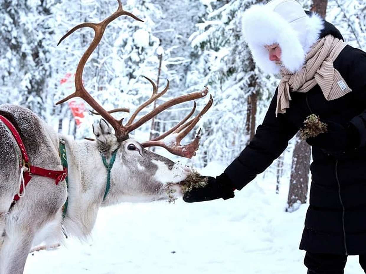 Reindeer farm and reindeer safari express 0,6 km, Levi, photo 4