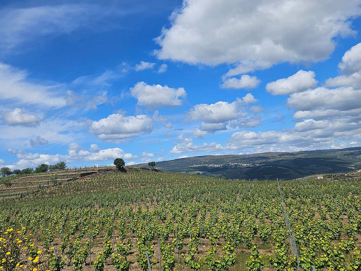 Évora Heritage & Wine Tour - Private Tour From Lisbon in Portugal, photo 4