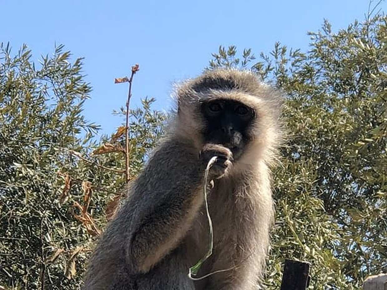 An Unforgettable Safari from Johannesburg to Pilanesberg in South Africa, Gauteng, photo 4