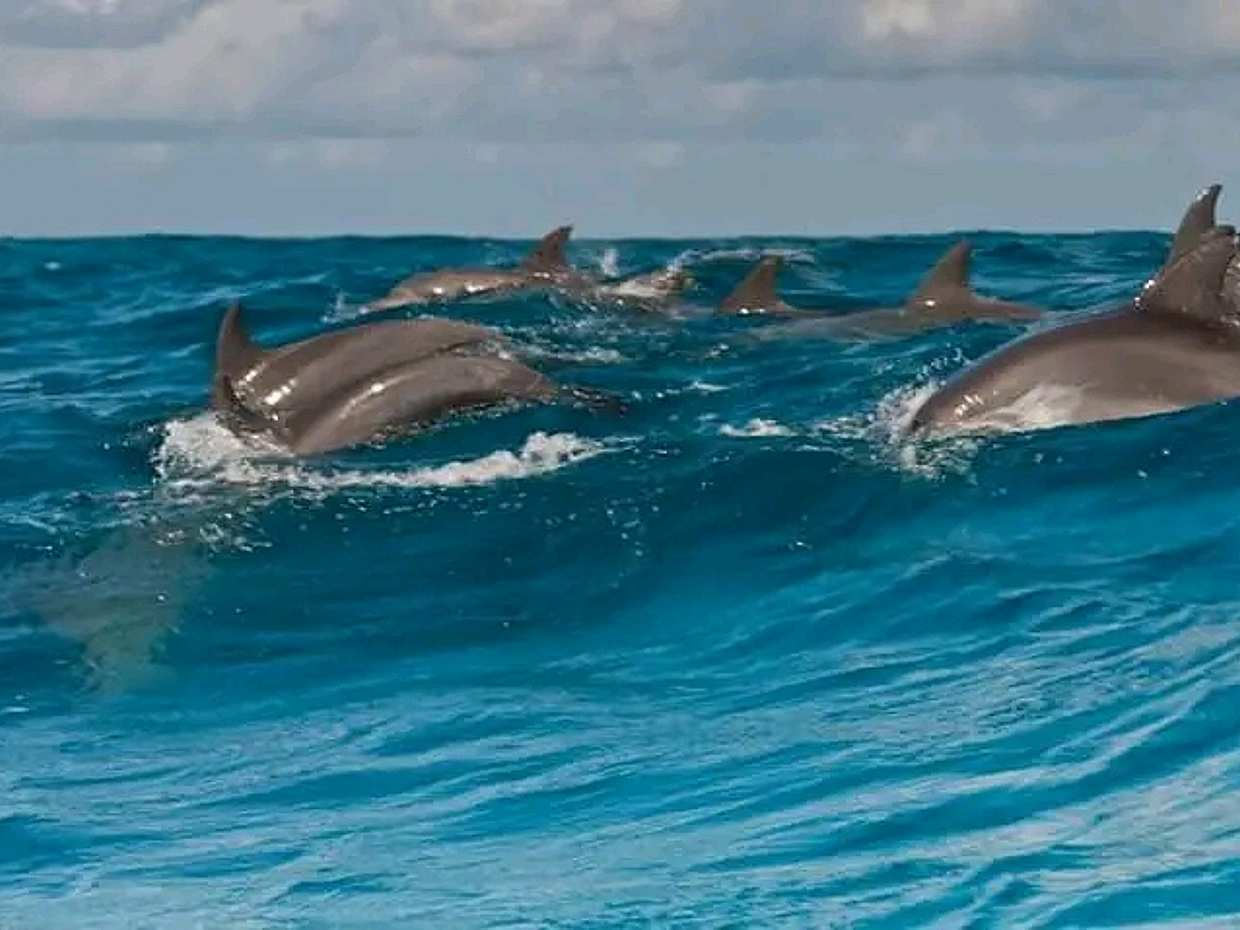 Full Day Wasini Island Tour: Dolphins spotting and snorkeling. in Kenya, Diani Beach, photo 4