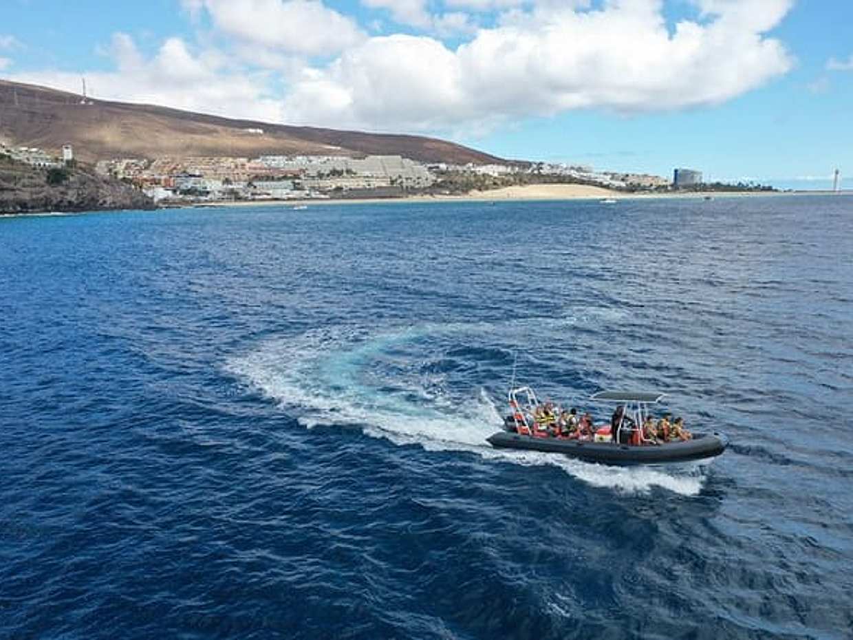2 Hours Dolphin and Whale Watching Tour + snorkelling, photo 4