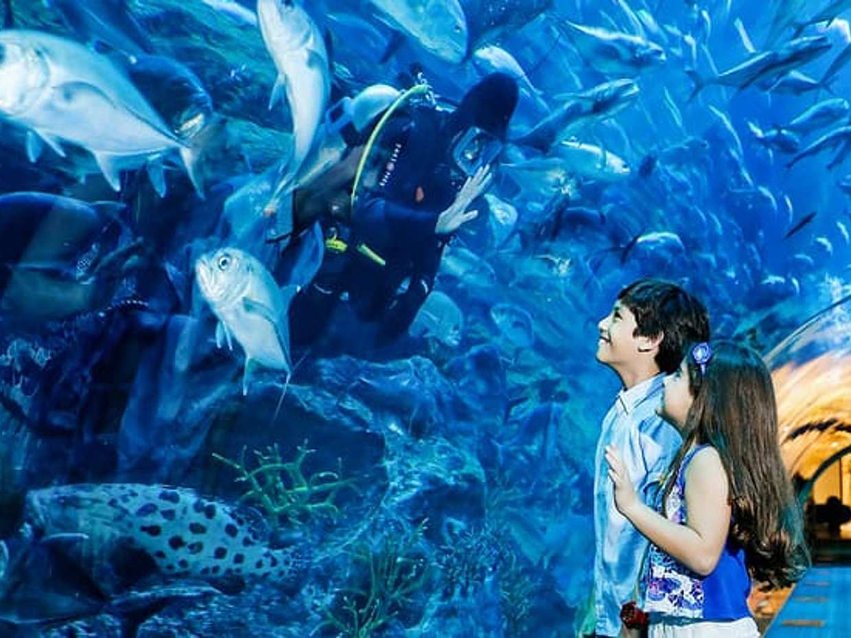 Dubai Aquarium & Underwater Zoo in United Arab Emirates, photo 3