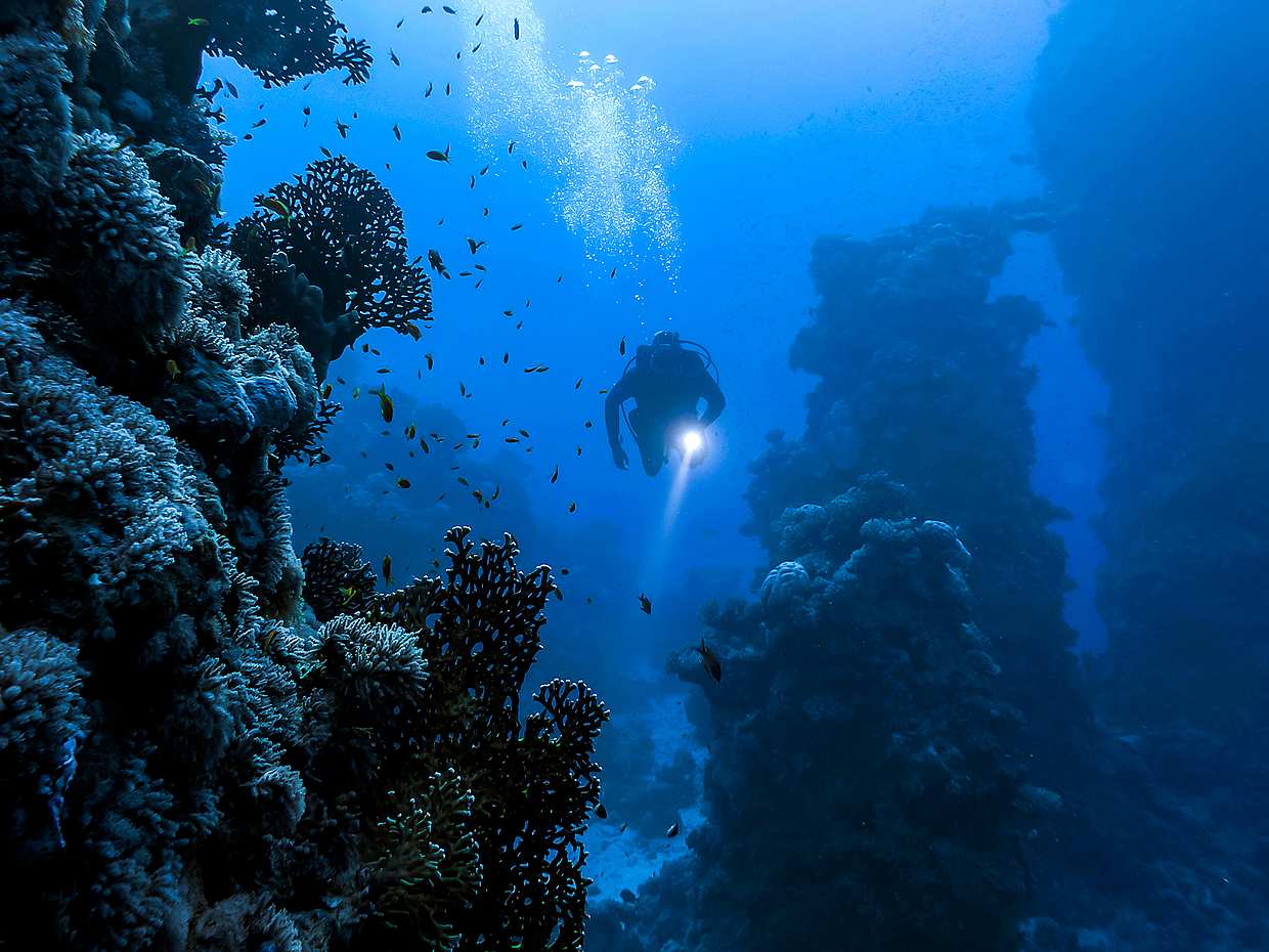 Diving for Certified Divers in Fujairah, United Arab Emirates, photo 3