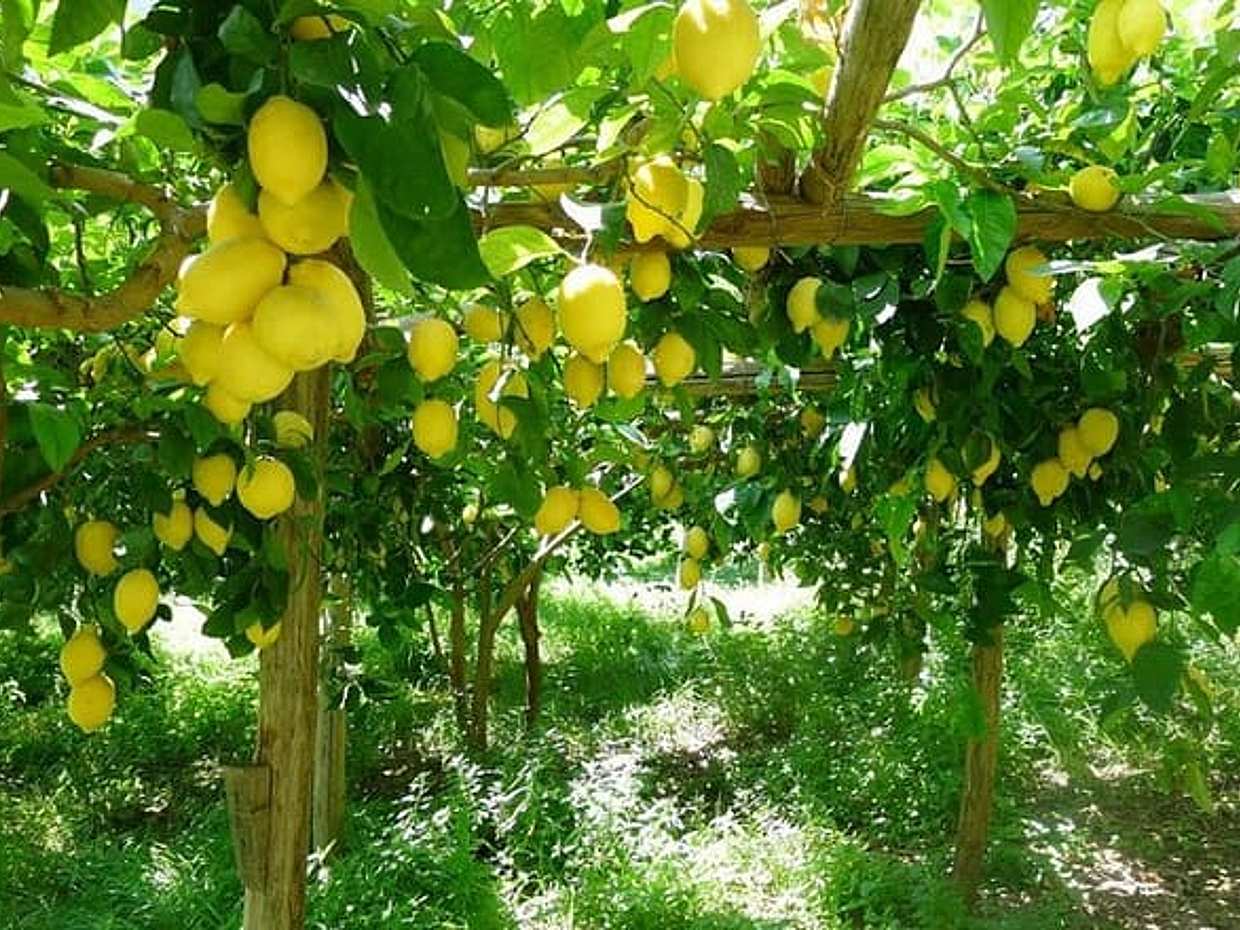 Discover Sorrento with food tasting and walking Tour, photo 2