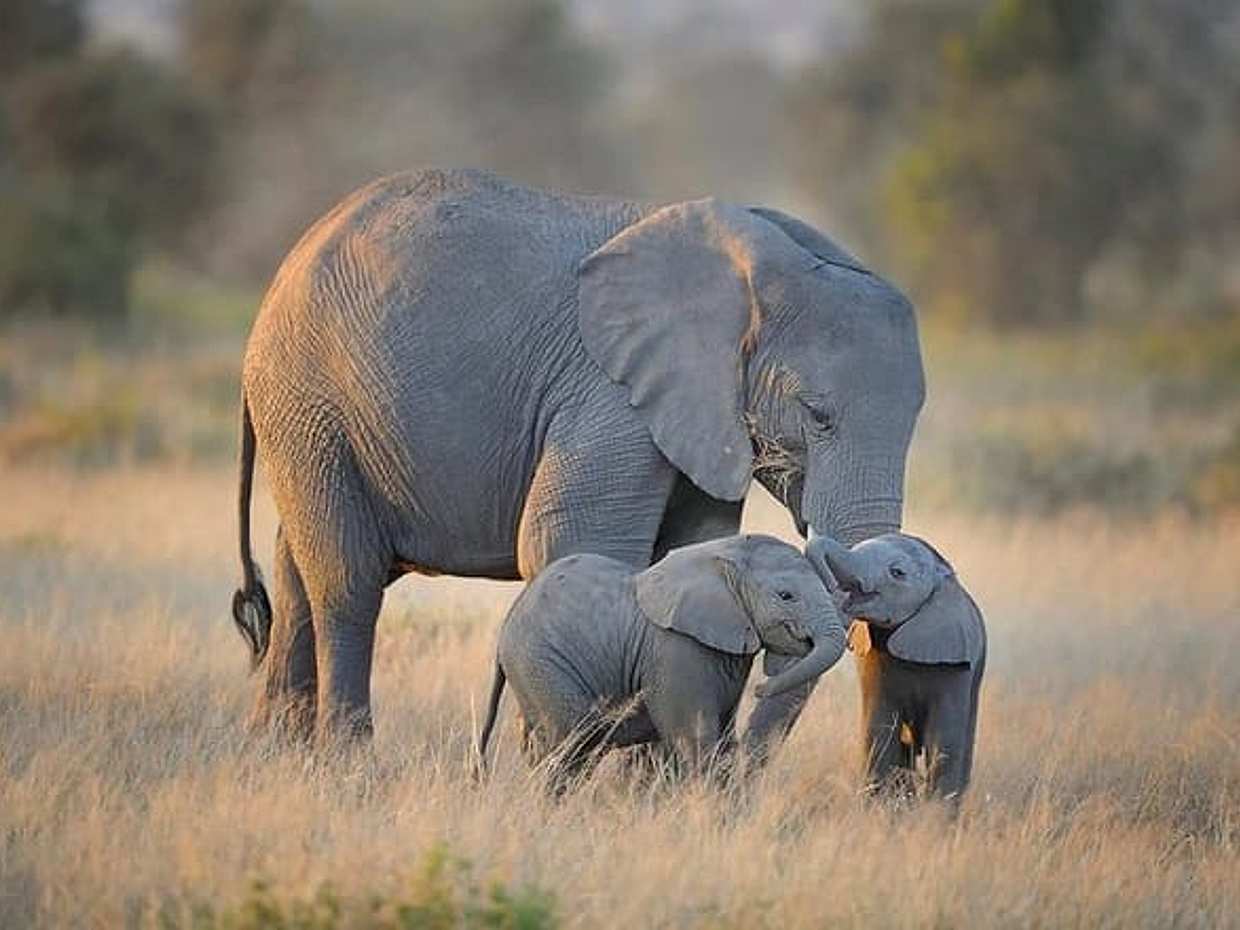 6 Days Amboseli, Lake Naivasha & Masai Mara Safari on 4x4 Jeep, photo 2