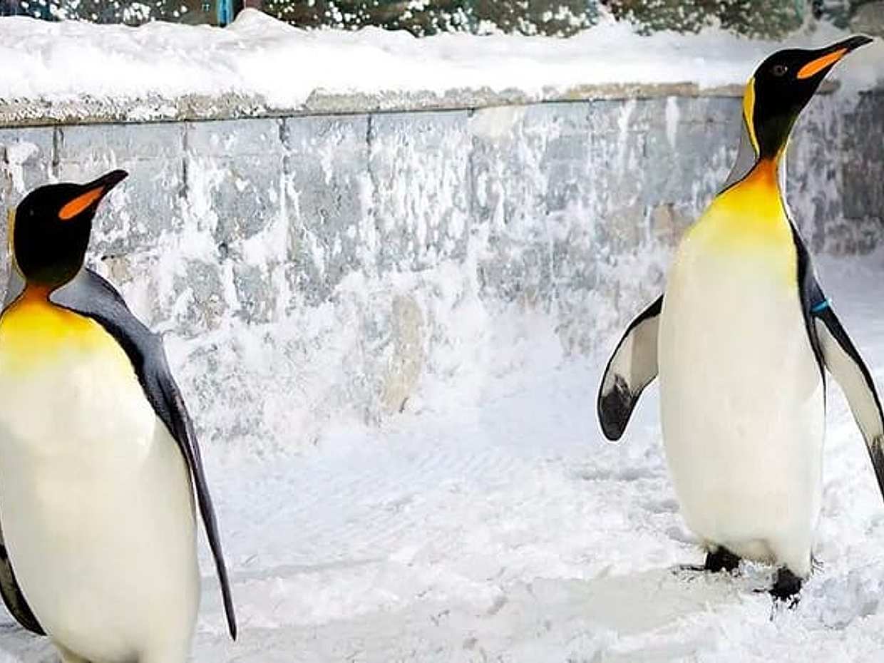 Dubai Fun in the Snow - Ski Dubai Tickets, photo 4