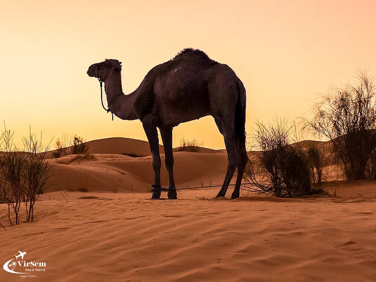 5-Day Desert & Heritage Adventure in Tunisia From Djerba, Djerba Midun, photo 4