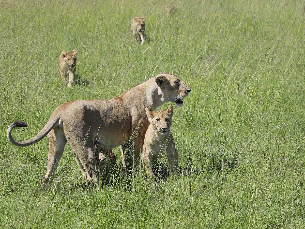6 Daуs Amboseli, Lake Nakuru and Maasai Mara Safari in Kenya, Nairobi, photo 2