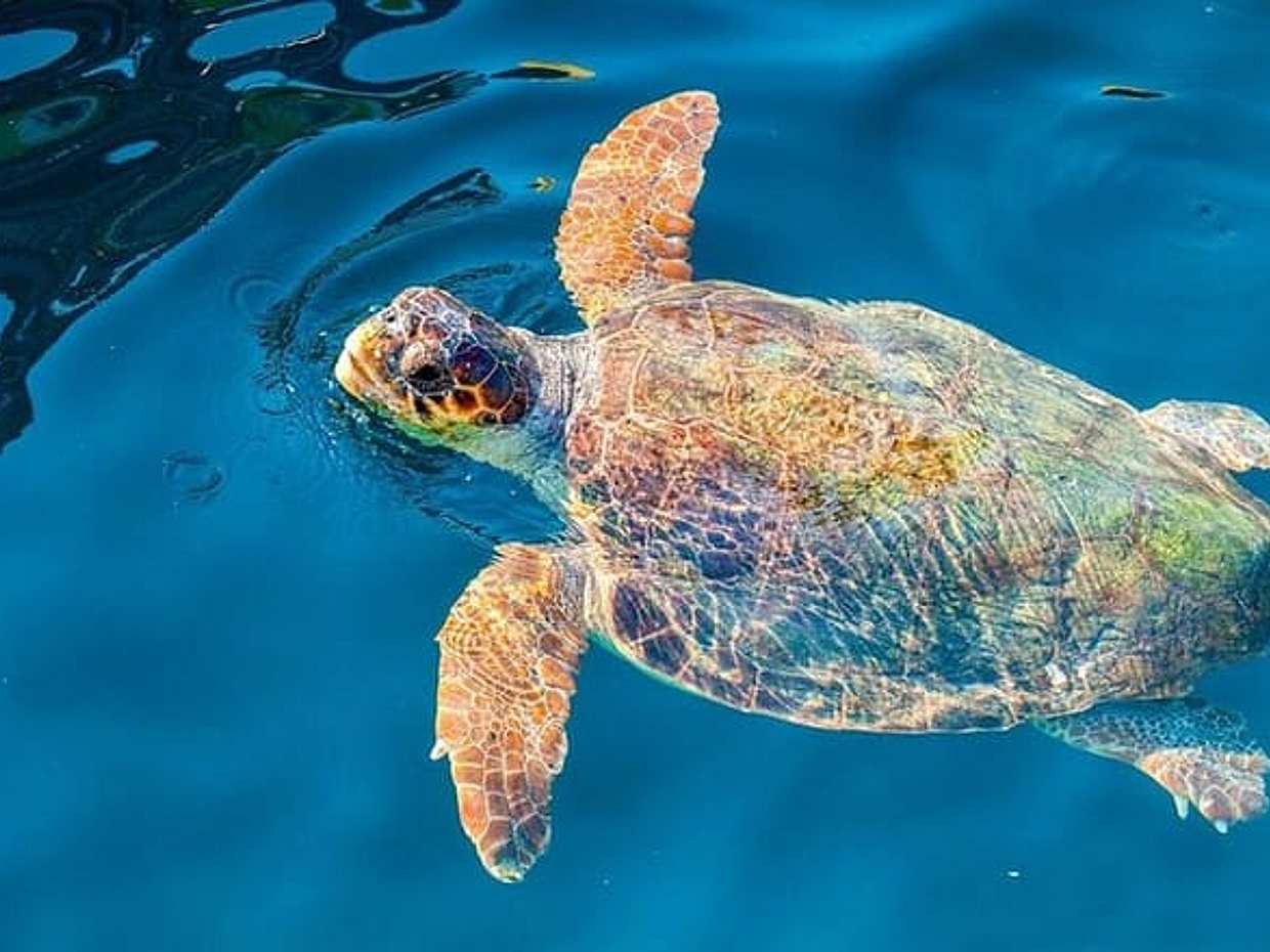 "Visite d'une demi-journée de Zante à l'île aux tortues, Cameo et grottes de Keri en Grèce, Zante", photo 2