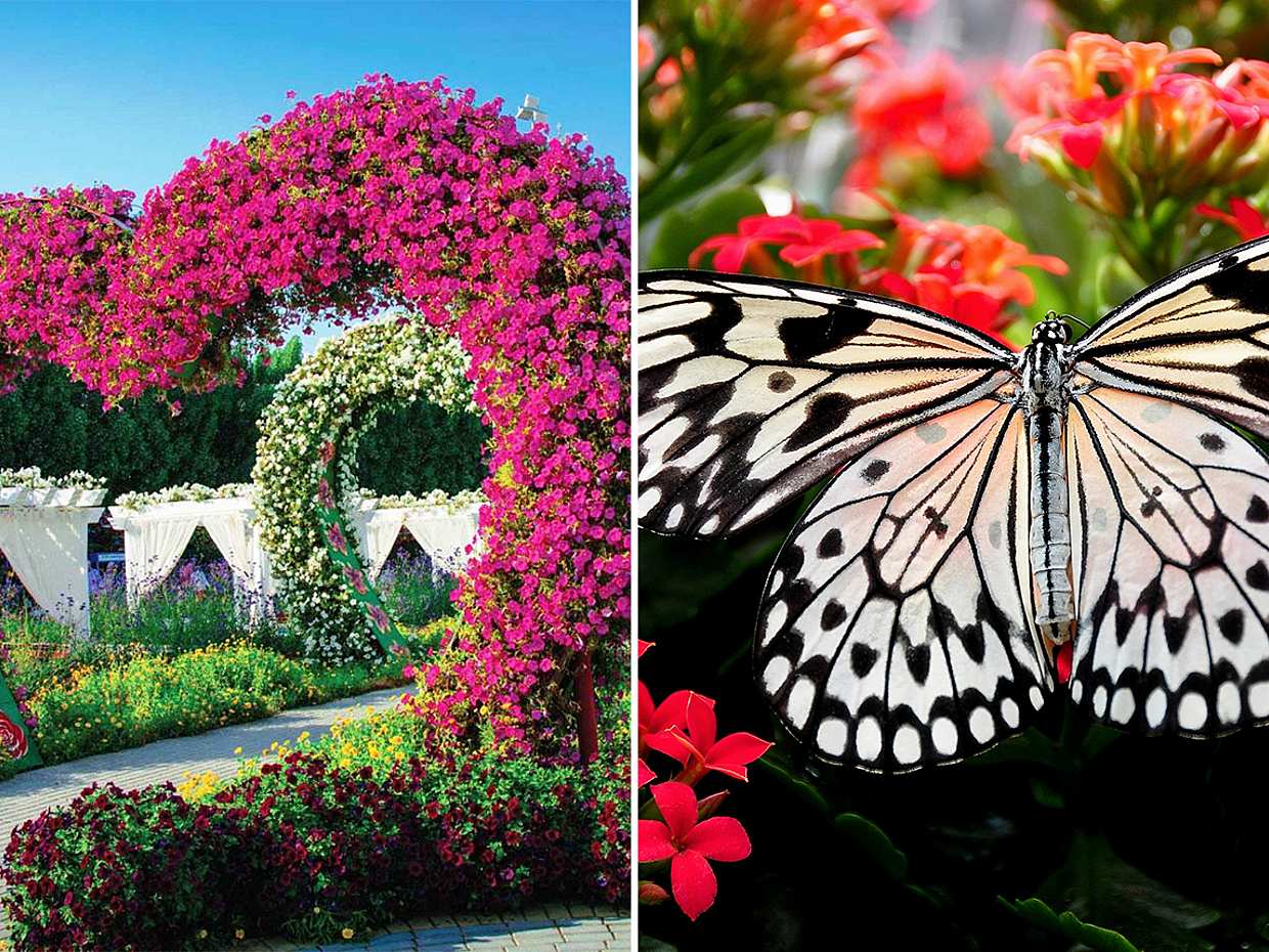 Private Dubai City Tour with Miracle & Butterfly Garden Visit in United Arab Emirates