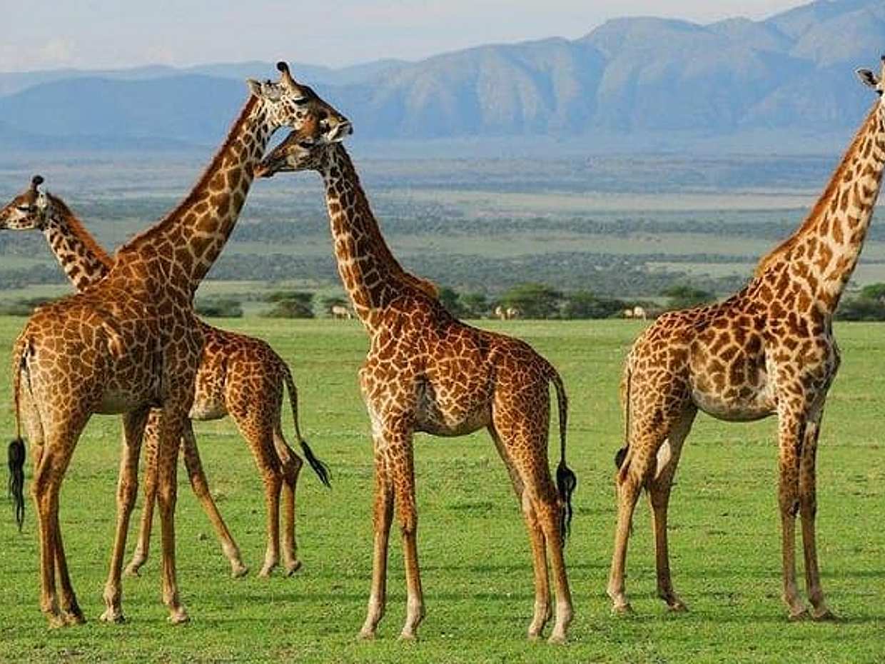 6Days Amboseli, Lake Nakuru and Masai Mara Camping Safari on Jeep, photo 5