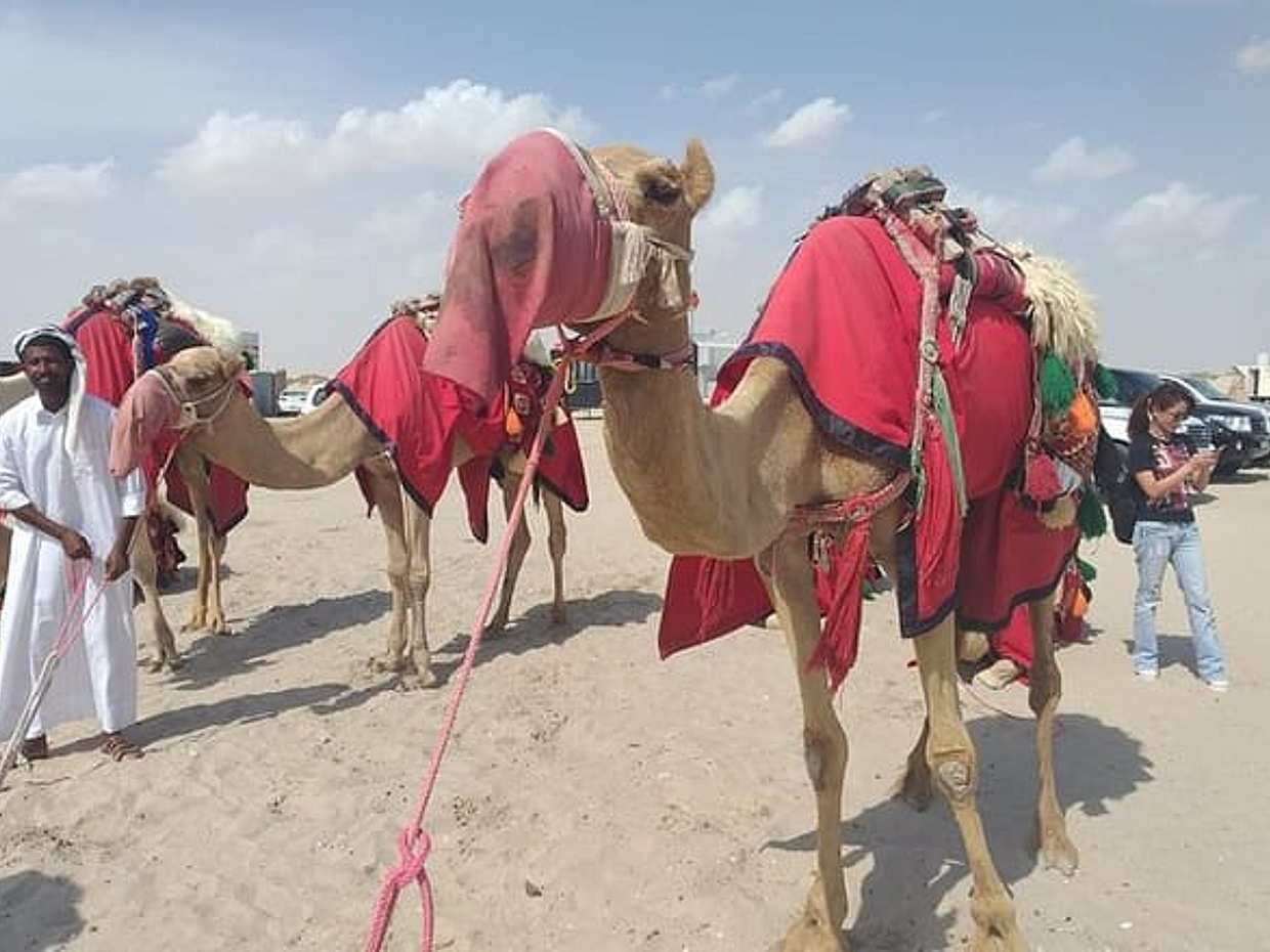 Doha Safari Dune Bashing Camel Ride Sandboarding ATV Option, photo 4