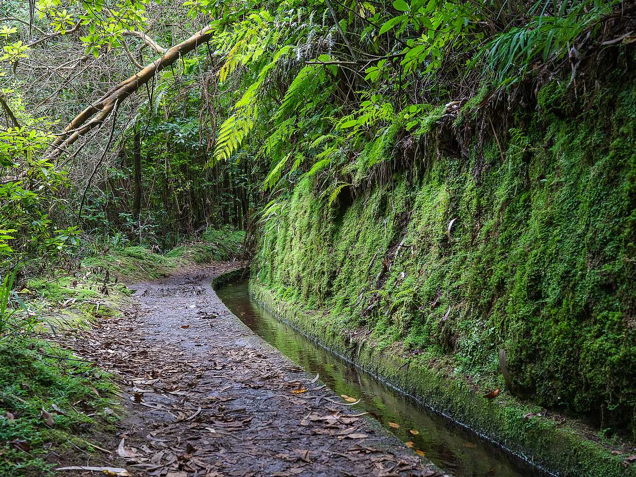 King's Levada, Hidden Corners Full-day Walking Tour in Madeira, Portugal, photo 5