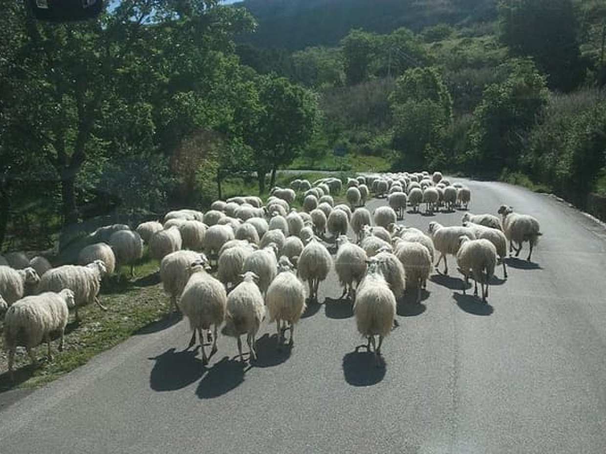"Pueblos Sicilianos y Degustación de Ricotta - incluyendo Almuerzo desde Cefalú, Italia", photo 5