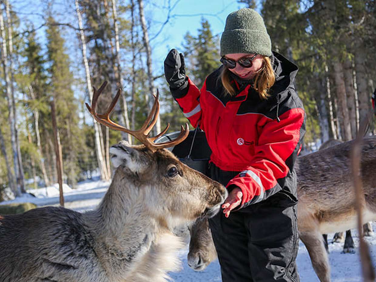 Snowshoeing to a Private Reindeer Forest & Reindeer Herder’s Day with Lunch, Levi, photo 4