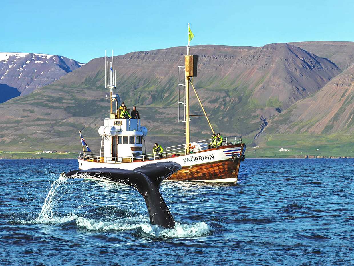 Walbeobachtung ab Árskógssandur – 30 Minuten von Akureyri in Island
