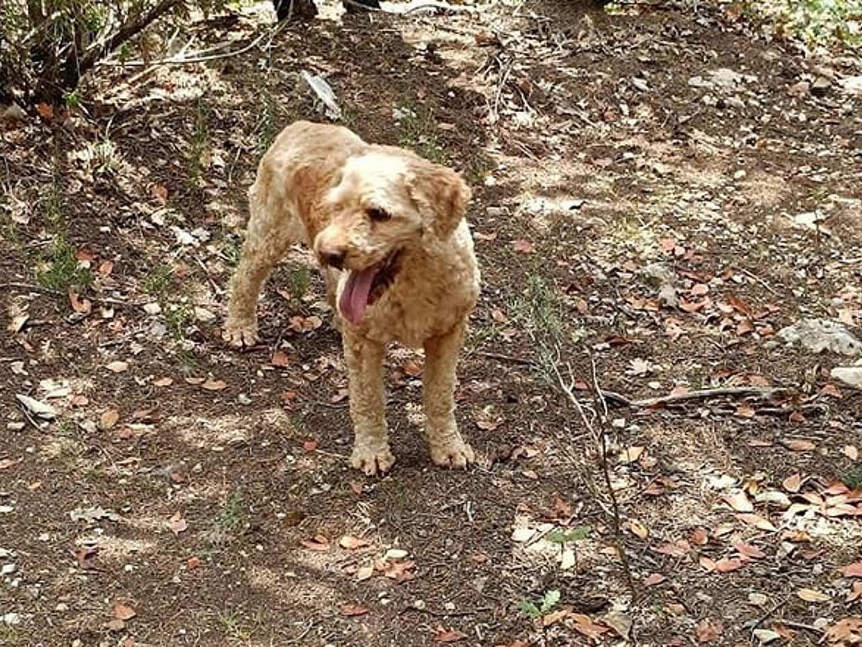 Truffle hunting experience with lunch and Chianti wine tasting, photo 4