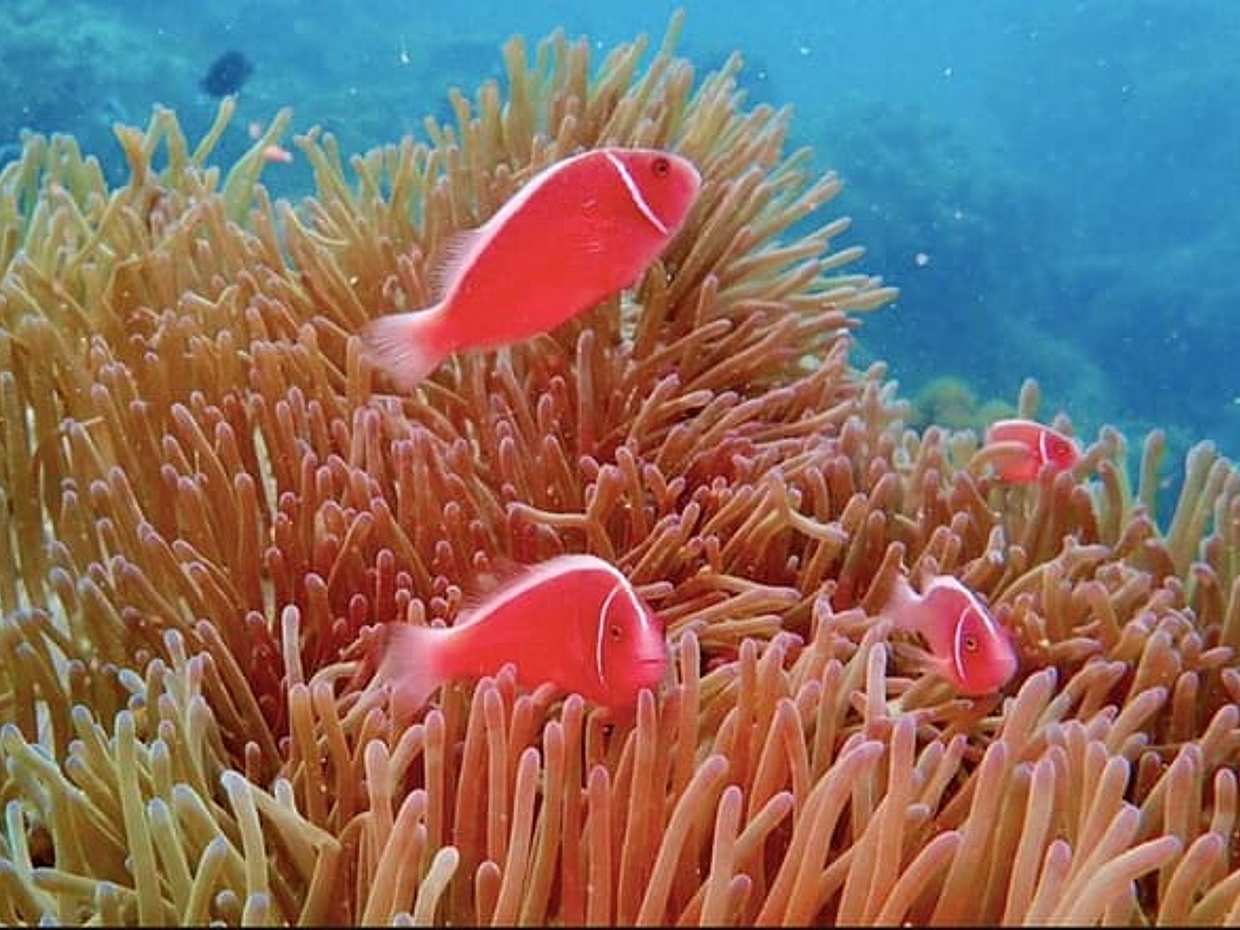 Unique Phu Quoc 1Day Tour Diving with pro guide, photo 5