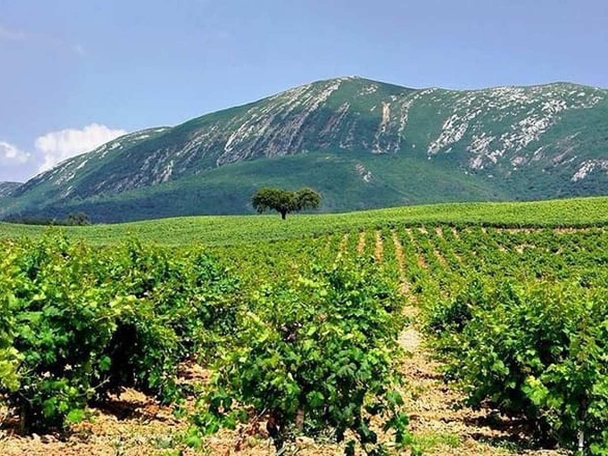 Wine Tasting - Private Half-Day Tour in Portugal, Lisbon, photo 2