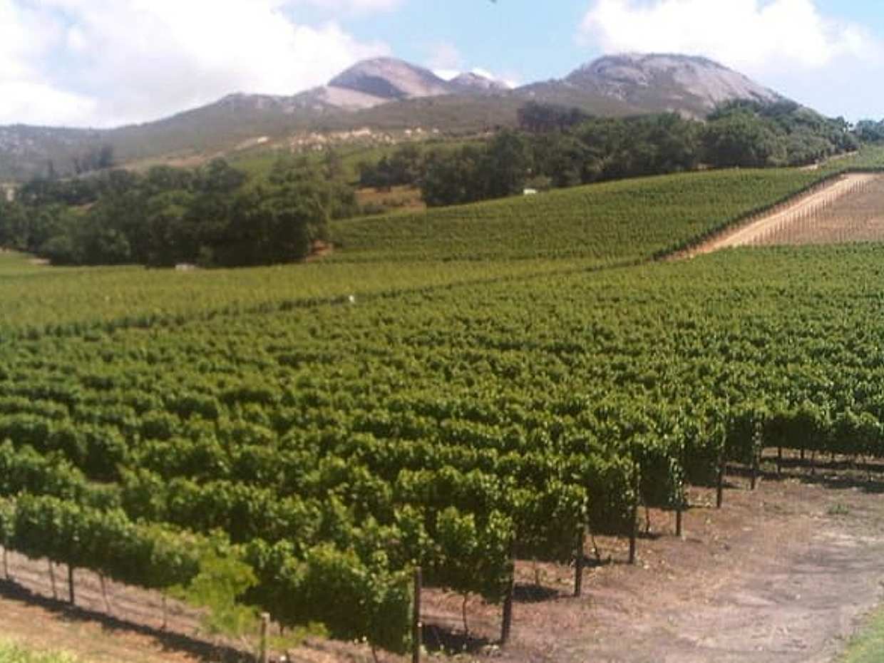 Private Cape Winelands จาก Stellenbosch หรือ Franschhoek หรือ Paarl ในแอฟริกาใต้, เคปทาวน์