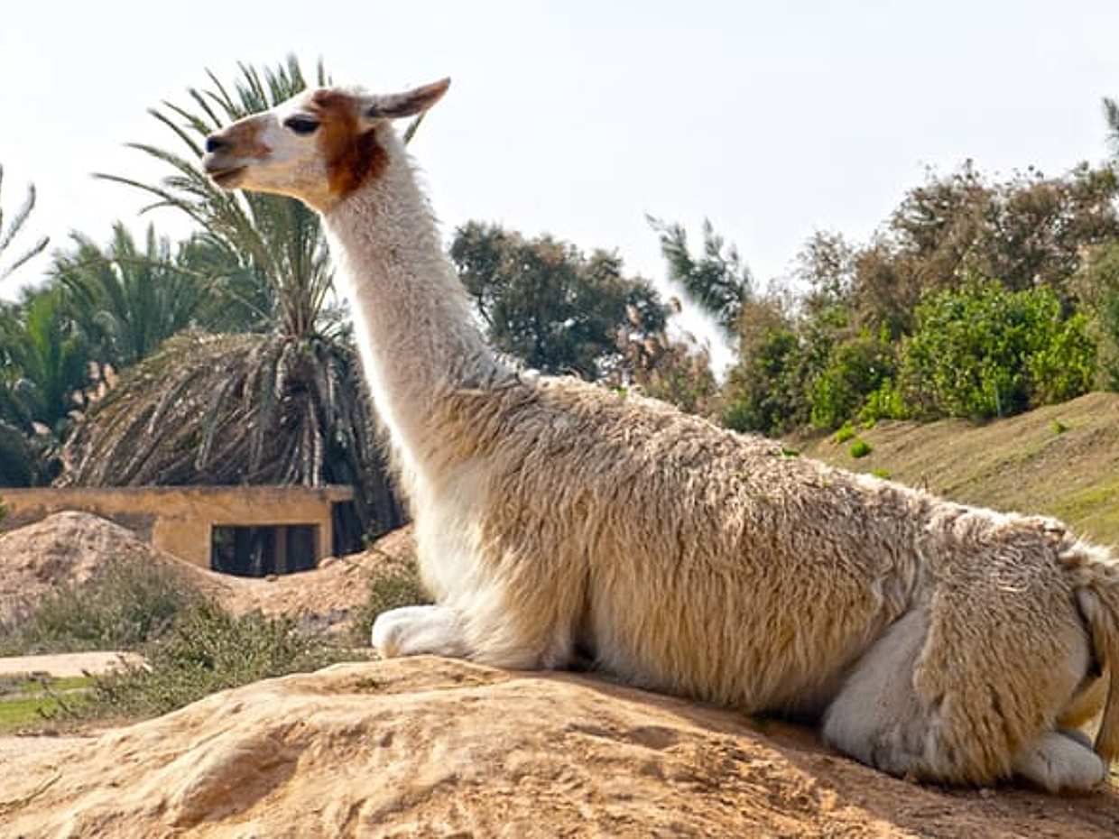 Private Tour To Africano Park Alexandria Safari From Cairo, photo 4