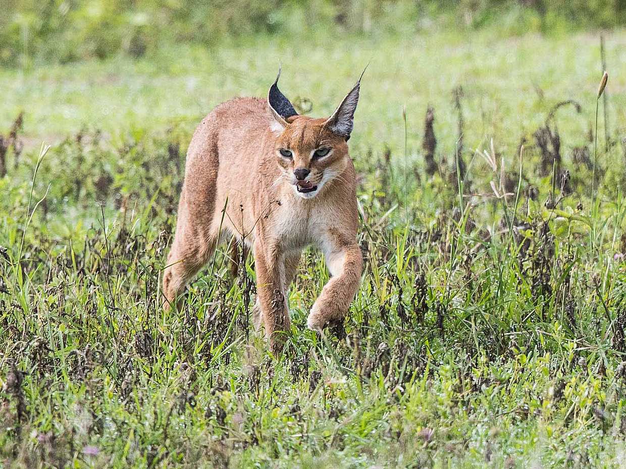 Full-day Ngorongoro Crater Tour from Arusha in Tanzania, photo 2