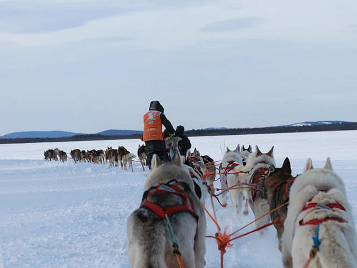 Husky Park and Musher-Driven safari 2 km, Levi, photo 4