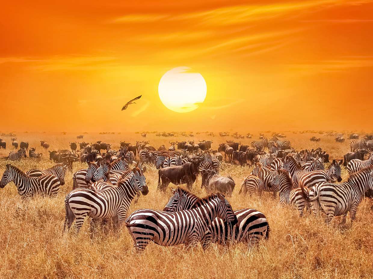 Sunset Safari at Aquila Game Reserve in South Africa, Aquila Private Game Reserve, photo 3