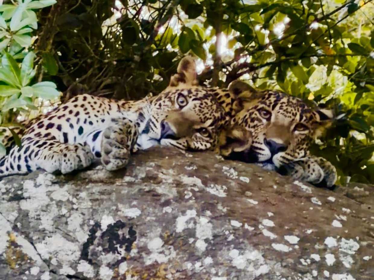 Sri Lanka Yala Wildlife Safari Tour Packages, photo 4