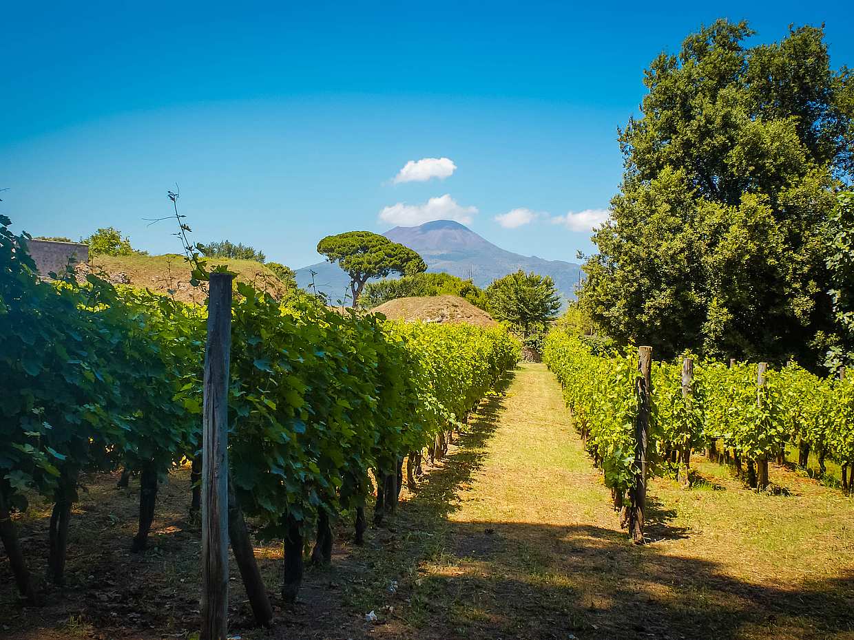 Tour de Vinho no Monte Vesúvio na Itália, Nápoles.
, photo 2