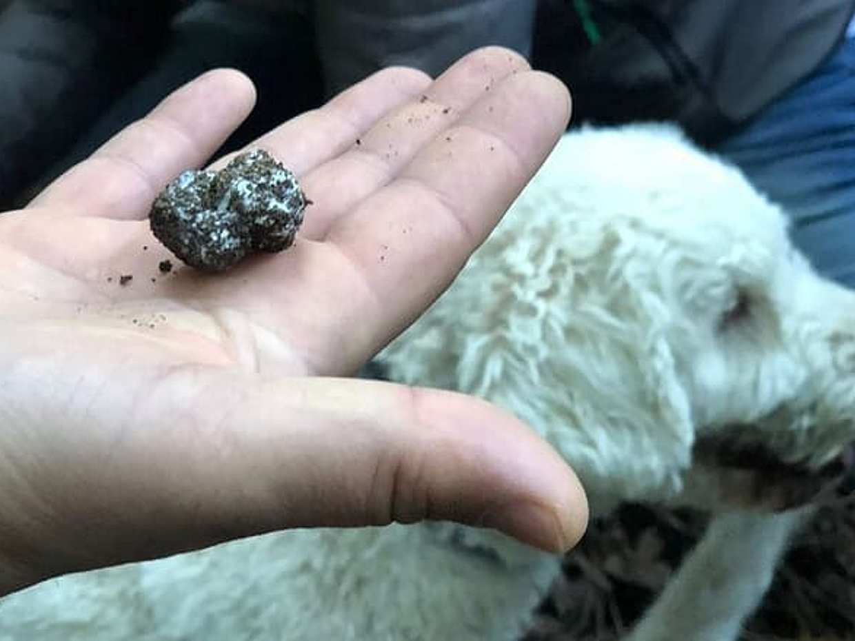 Exclusive Private Truffle Hunt Experience with Lunch & Wine Tasting from Florence, photo 4