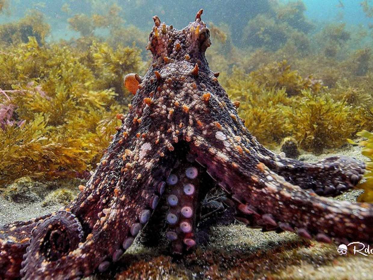 Azores: Diving in Terceira Island in Portugal, photo 5