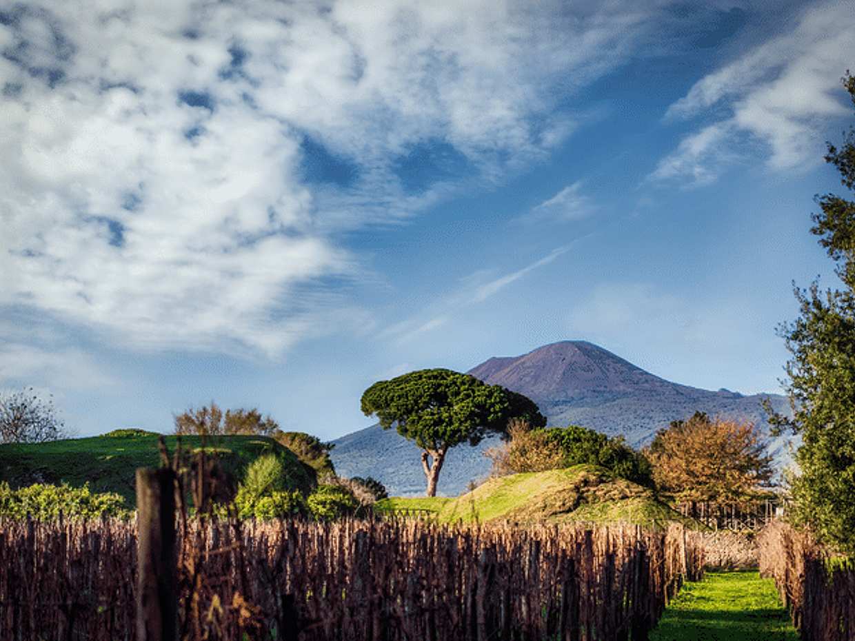 Mount Vesuvius Wine Tasting Experience, photo 2
