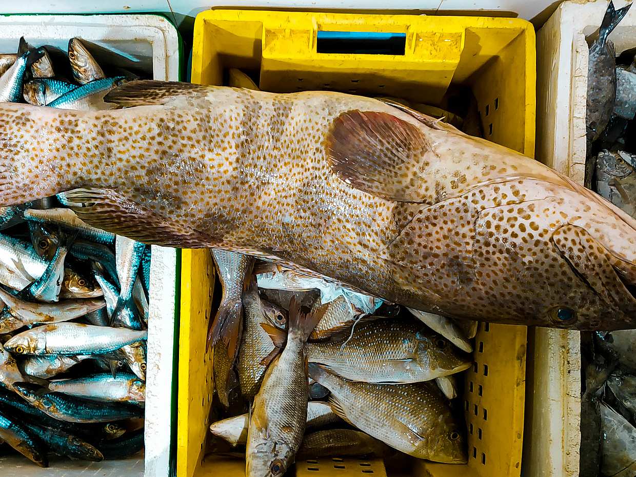 Gita di pesca in motoscafo a Doha, Qatar, photo 4