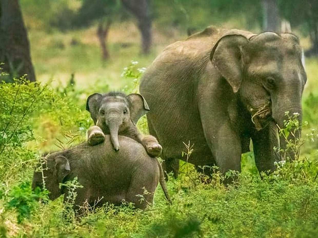 Yala National Park Safari from Tangalle