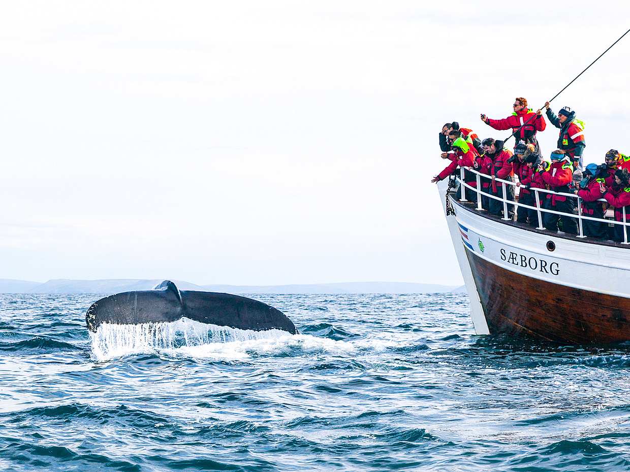 Whal- und Papageientaucherbeobachtung von Húsavík in Island, Húsavík Wal- und Papageientaucherbeobachtung
, photo 2