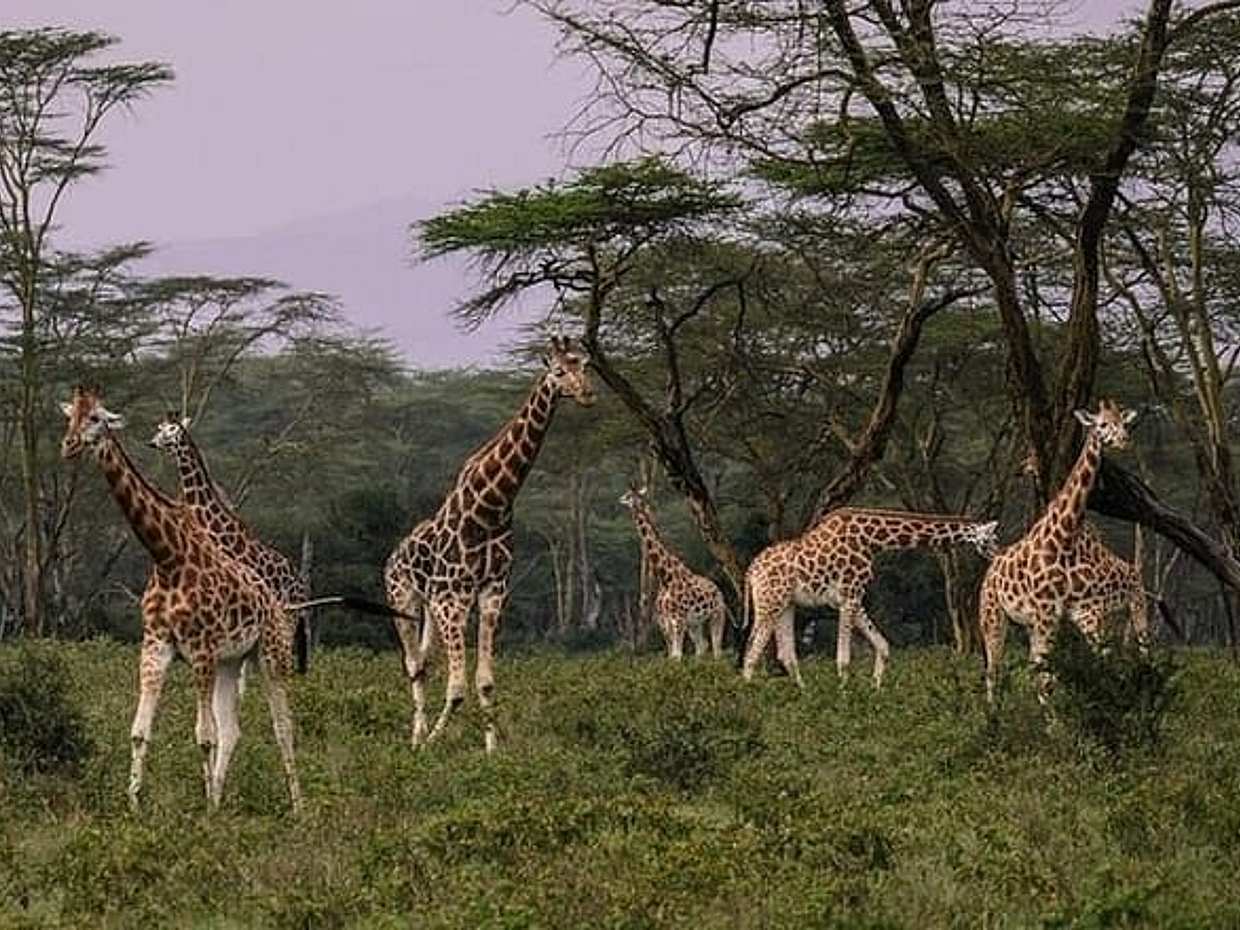 12 Days Kenya & Tanzania Safari Private Lodge Safari from Nairobi, photo 5