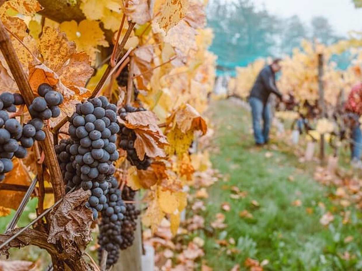 Private Tour in Winery Area with transfer From Vienna to Prague in Austria, photo 4