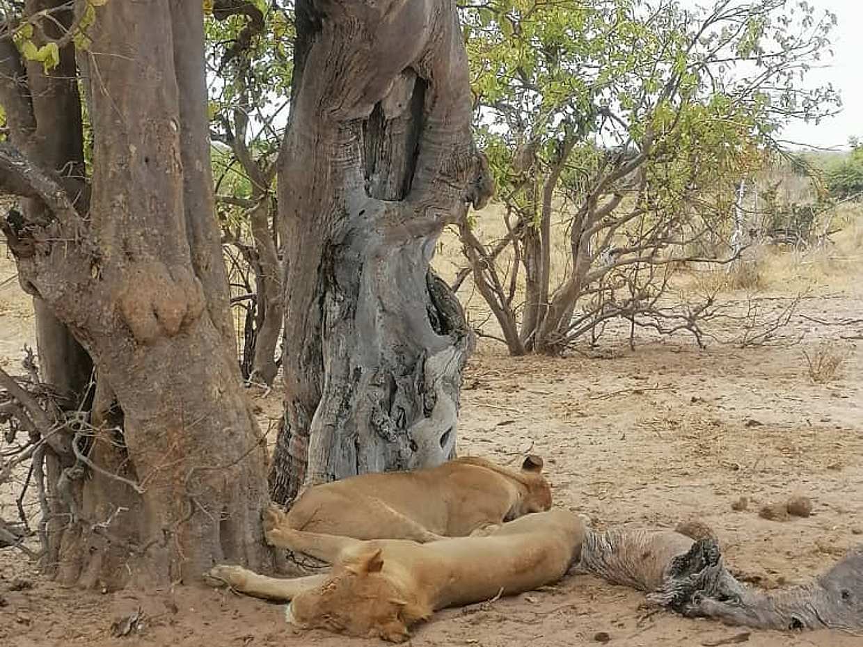 Halbtagesausflug nach Chobe in Sambia, Livingstone., photo 3
