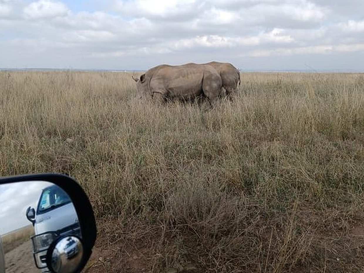 Private Nairobi Park & Sheldrick or Giraffe-Half Day Tour in Kenya, photo 5