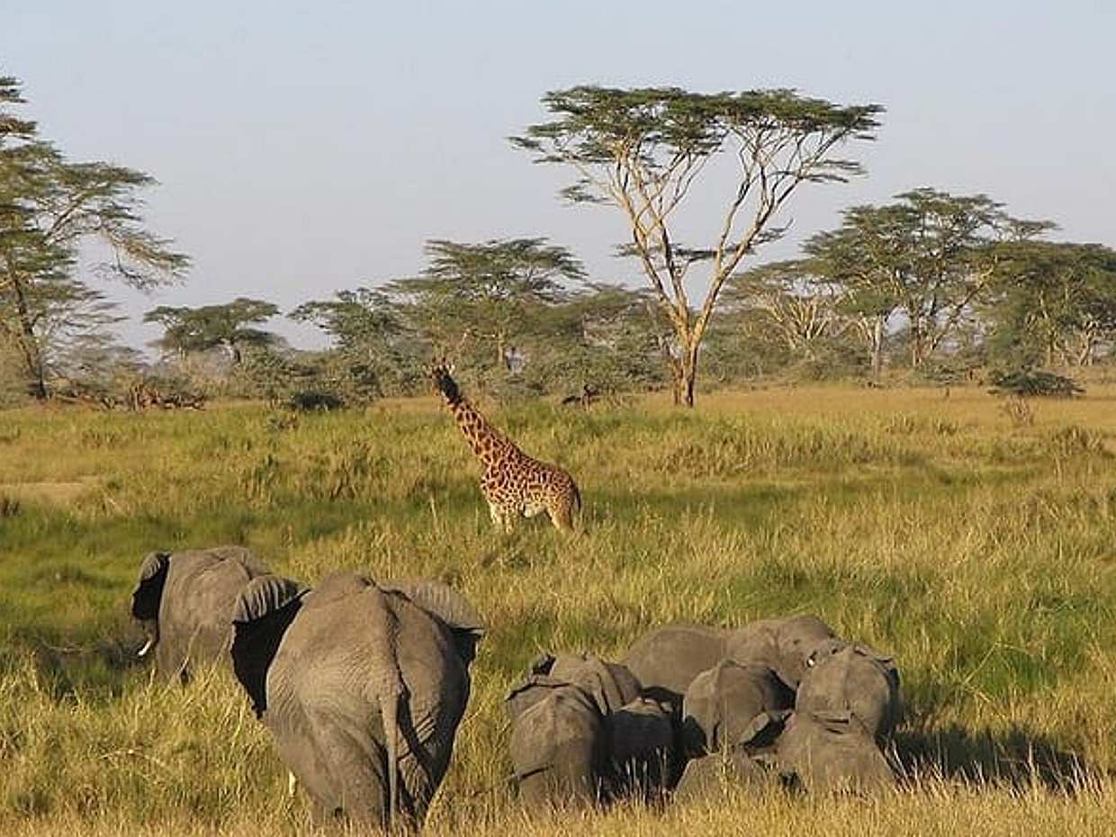 8 Days Best of Kenya and Tanzania Safari from Nairobi, photo 2