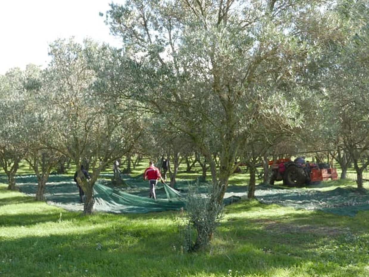 Martina Franca: Olive Oil Mill Tour & Tasting Experience, photo 3