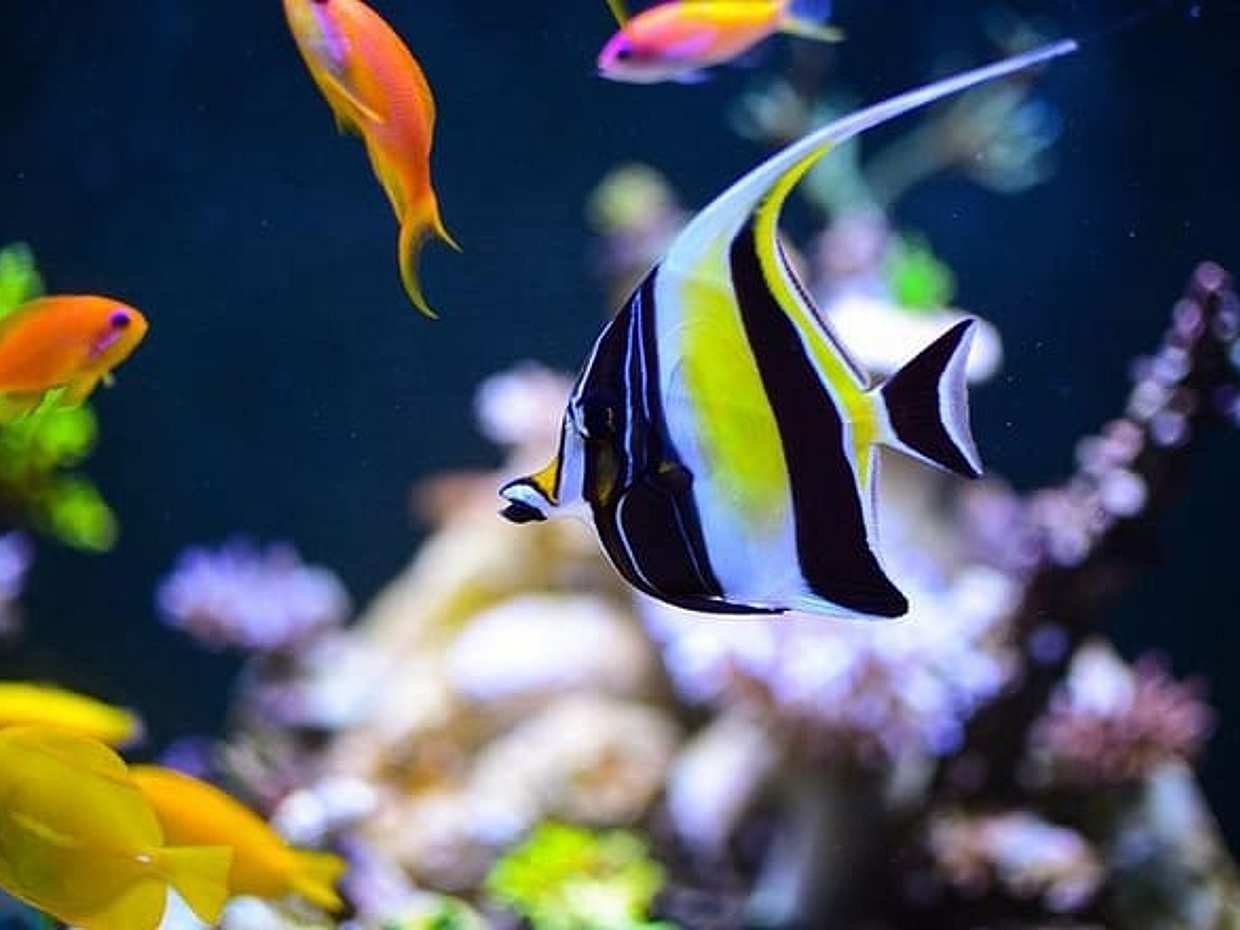 Grand Aquarium from Hurghada, photo 2