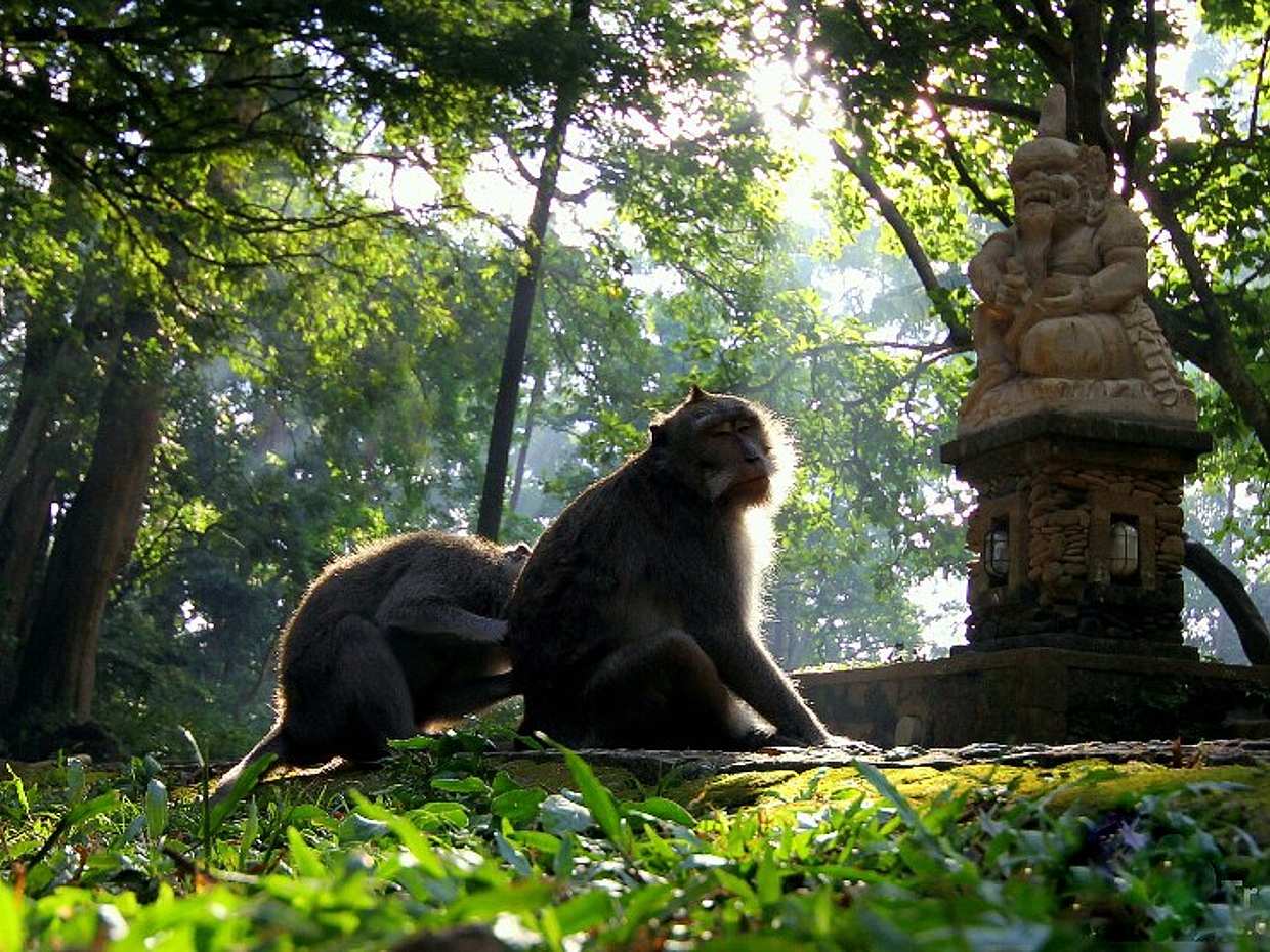 Ubud Art and Craft Tour in Bali, Indonesia, photo 3