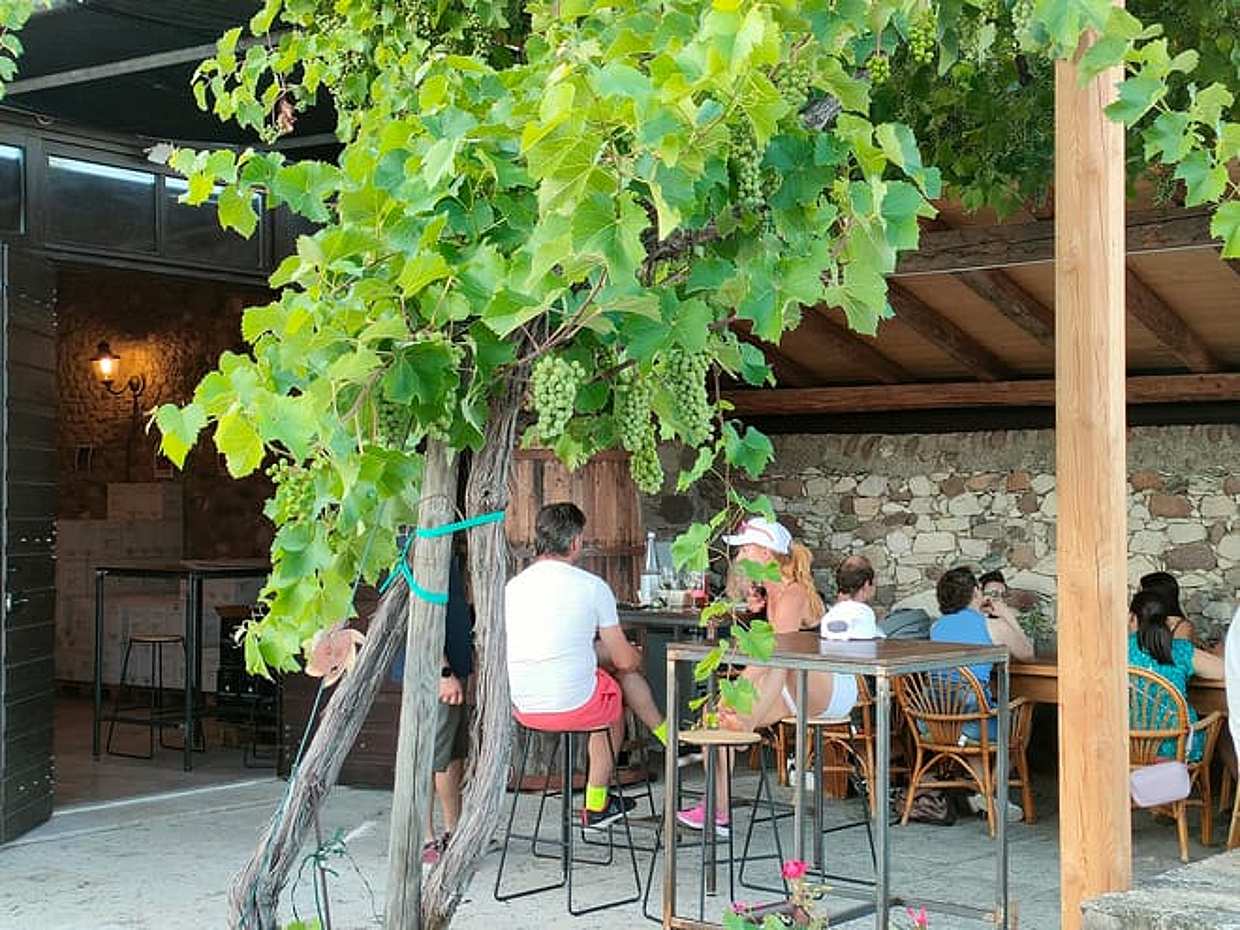 Vineyard tour and tasting of Garda Wines in Cavaion Veronese, photo 2