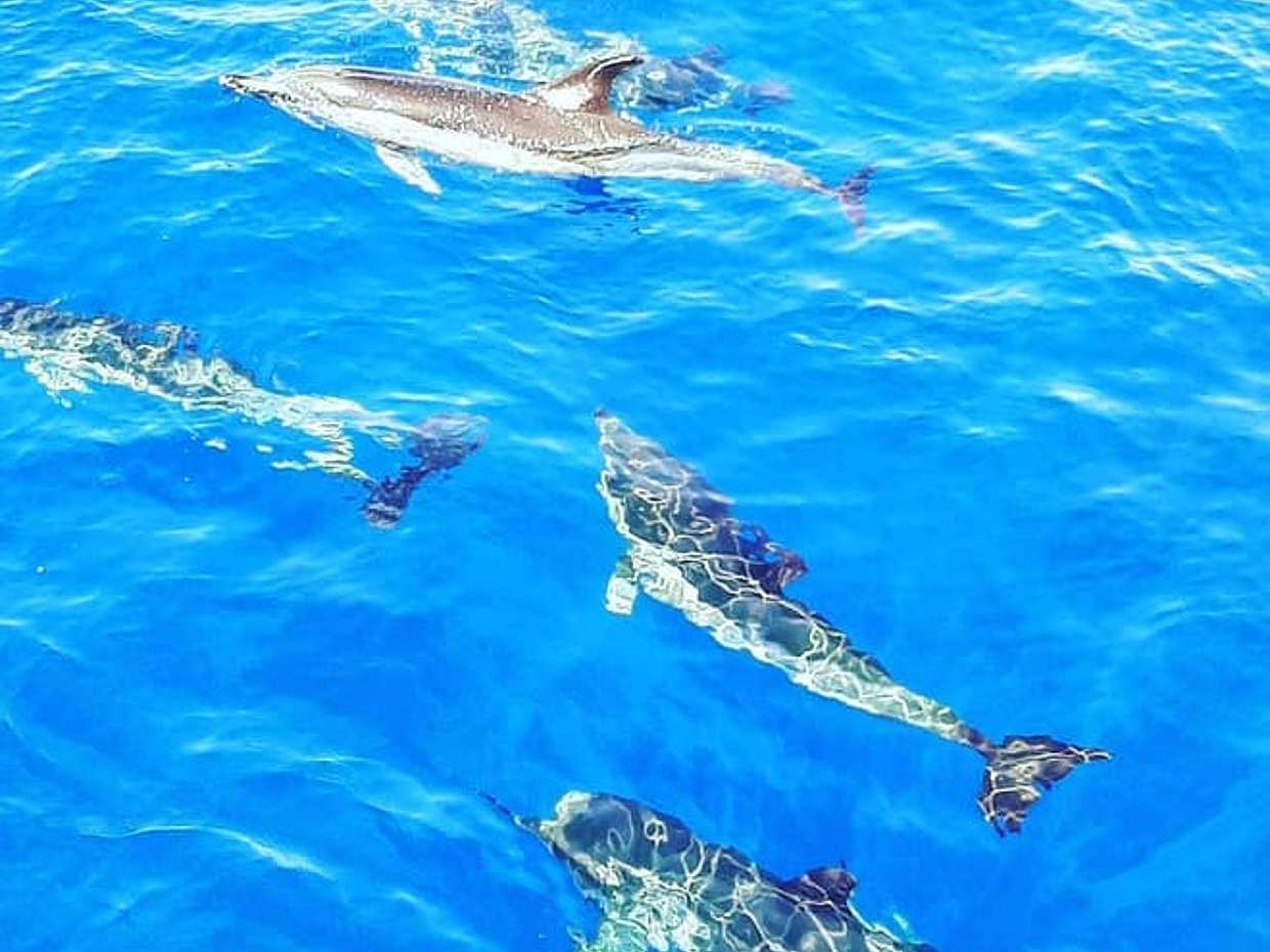 Dolphins/Whales Experience in Portugal, Funchal, photo 5