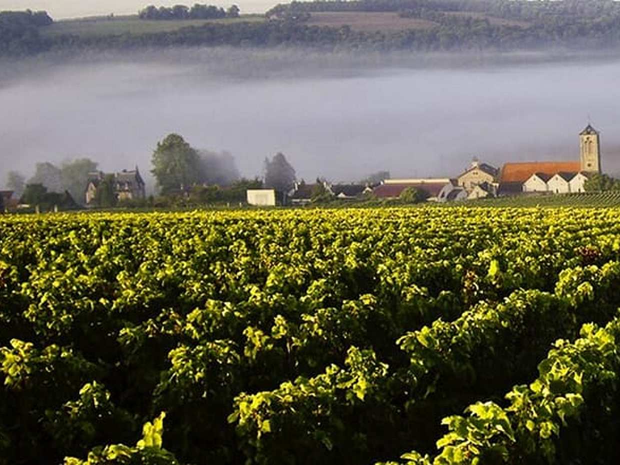 Moet et Chandon, Vineyards, Cellars, 7 tastings Private Champagne Trip., photo 2